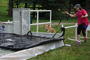 Agility Fun with the water obstacle